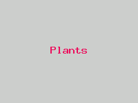 Plants